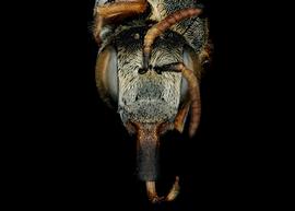   Allodioxys  aff.  ammobius  female face, photo: C. Ritner 
