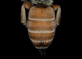  Paradioxys pannonica  female abdomen, photo: C. Ritner 
