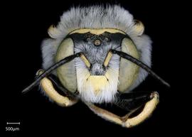   Anthidium rodecki nbsp;male face, photo: Chelsey Ritner 
