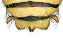   Anthidium rodecki  male, dorsal view of seventh tergum (T7), photo: Chelsey Ritner 
