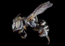   Atoposmia  aff.  daleae  male lateral habitus, photo: C. Ritner 
