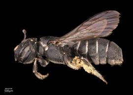   Ceratina  sp. female lateral habitus, photo: Joshua Hengel 
