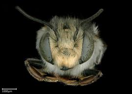   Megachile kimilolana  male face, photo: Colleen Meidt 
