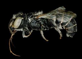   Stenoheriades eingeddicus  male lateral habitus, photo: C. Ritner 
