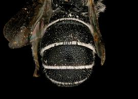   Stenoheriades eingeddicus  male abdomen, photo: T. Brady 
