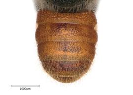   Megachile deanii nbsp;male abdomen, photo: Colleen Meidt 

