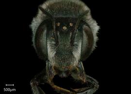   Austrochile resinifera  female face, photo: Shaun Heller 
