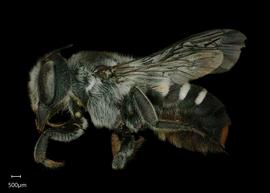   Austrochile resinifera  female lateral habitus, photo: Shaun Heller 
