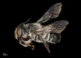  Megachile  ( Mitchellapis ) sp. male lateral habitus, photo: Chelsey Ritner 
