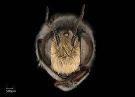   Megachile  ( Mitchellapis ) sp. male face, photo: Chelsey Ritner 
