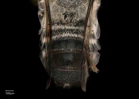   Megachile  ( Mitchellapis ) sp. male abdomen, photo: Chelsey Ritner 
