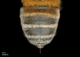   Neglectella mossambica  female abdomen, photo: Chelsey Ritner 
