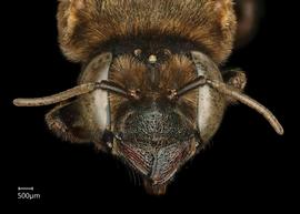   Neglectella mossambica  female face, photo: Chelsey Ritner 
