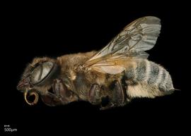   Neglectella mossambica  female lateral habitus, photo: Chelsey Ritner 
