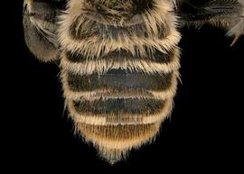   Lithurgus chrysurus  male abdomen, photo: T. Brady 
