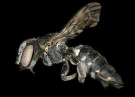   Megachile apicalis  female lateral habitus, photo: C. Ritner 
