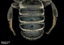   Megachile montivaga  male abdomen, photo: Colleen Meidt 
