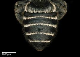   Megachile rotundata  female abdomen, photo: Colleen Meidt 
