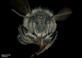   Megachile montivaga  male face, photo: Colleen Meidt 
