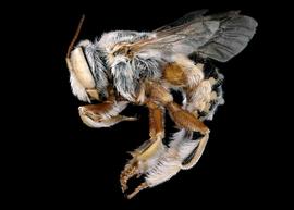   Anthidium tesselatum  male lateral habitus, photo: C. Ritner 
