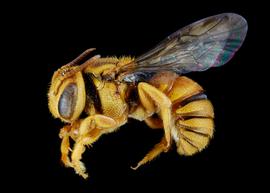   Austrostelis  aff.  amapaensis   male lateral habitus, photo: C. Ritner 
