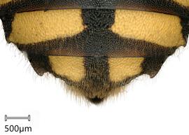   Anthidium florentineumnbsp; female, dorsal view of sixth tergum (T6). Photo: Chelsey Ritner 
