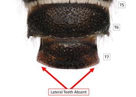   Pseudoheriades pellucidus  male T7 teeth absent, photo: C. Ritner 
