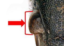   Afrostelis sp.  tegula, photo: C. Ritner 
