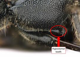   Hofferia mauritanisa  female with hypostomal tooth, photo: C. Ritner 
