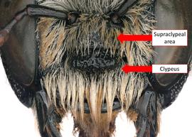   Austrothurgus cognatus  female with facial prominence, photo: C. Ritner 
