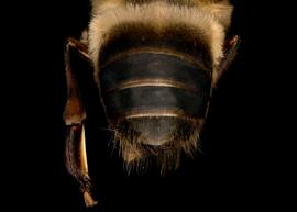   Apis cerana  drone abdomen, photo: T. Brady 

