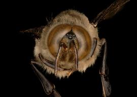   Apis cerana  drone face, photo: T. Brady 
