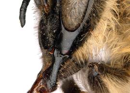   Apis laboriosa  female malar space, photo: T. Brady 
