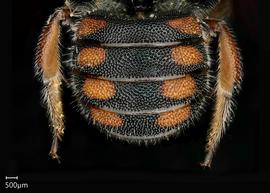   Pseudoanthidium canariense nbsp;female abdomen, photo: Chelsey Ritner
