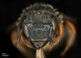   Pseudoanthidium canariense nbsp;female face, photo: Chelsey Ritner 
