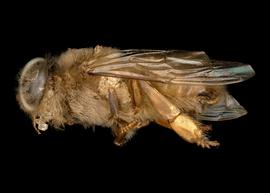   Apis dorsata  male lateral, photo: T. Brady 
