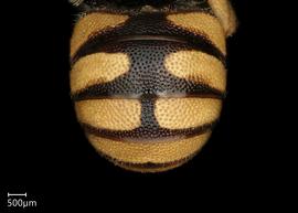   Pseudoanthidium deesense nbsp;male abdomen, photo: Chelsey Ritner
