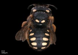   Pseudoanthidium alpinumnbsp; female abdomen, photo: Scott Adams

