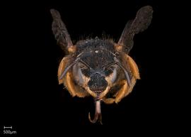   Pseudoanthidium alpinumnbsp; female face, photo: Scott Adams
