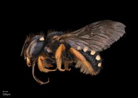   Pseudoanthidium alpinumnbsp; female,nbsp;photo: Scott Adams
