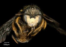   Pseudoanthidium nanum nbsp;male face, photo: Chelsey Ritner
