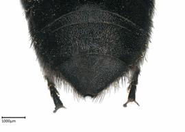   Maximegachilenbsp;maxilossa nbsp;female abdomen T6, photo: Brooke Bagot 
