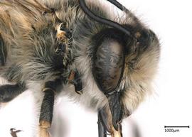   Chalicodoma  nbsp;montenegrensis nbsp;male, photo: Colleen Meidt 
