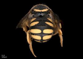   Pseudoanthidium scapulare nbsp;male abdomen, photo: Scott Adams
