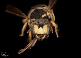   Pseudoanthidium scapulare nbsp;female face 
