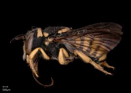   Pseudoanthidium kasparaki nbsp;male lateral habitus, photo: Scott Adams 
