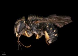   Pseudoanthidium nanum nbsp;male lateral habitus, photo: Scott Adams 
