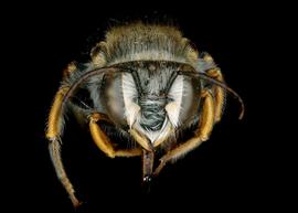   Afranthidium karooense  male face, photo: C. Ritner
