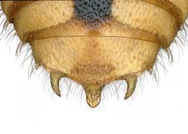   Pachyanthidium cordatum  male terga, photo: C. Ritner 
