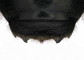   Anthidium rodriguezi  female sixth tergite, photo: Chelsey Ritner. 
